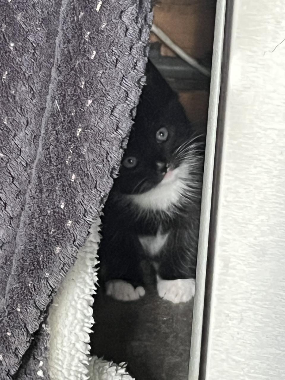 TE KOOP BOERDERIJ KITTENS NOG 2 TE KOOP FOTO 1 EN  2 IS VERKOCHT