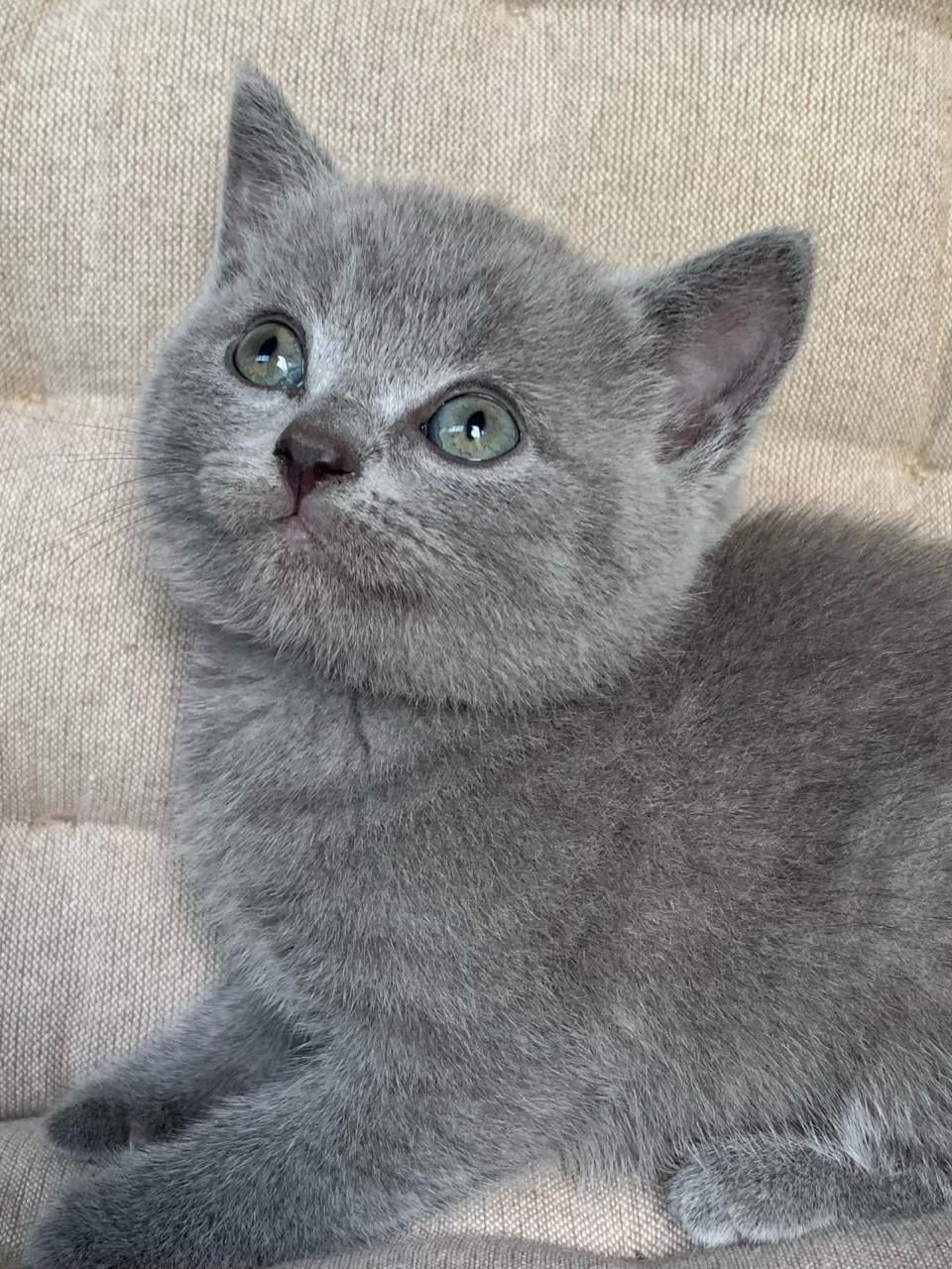 Brits Korthaar kitten blue point