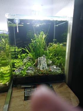 Aquarium planten