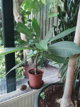 Mooie jonge plant. Plumeria, later met mooie geel-witte bloemen