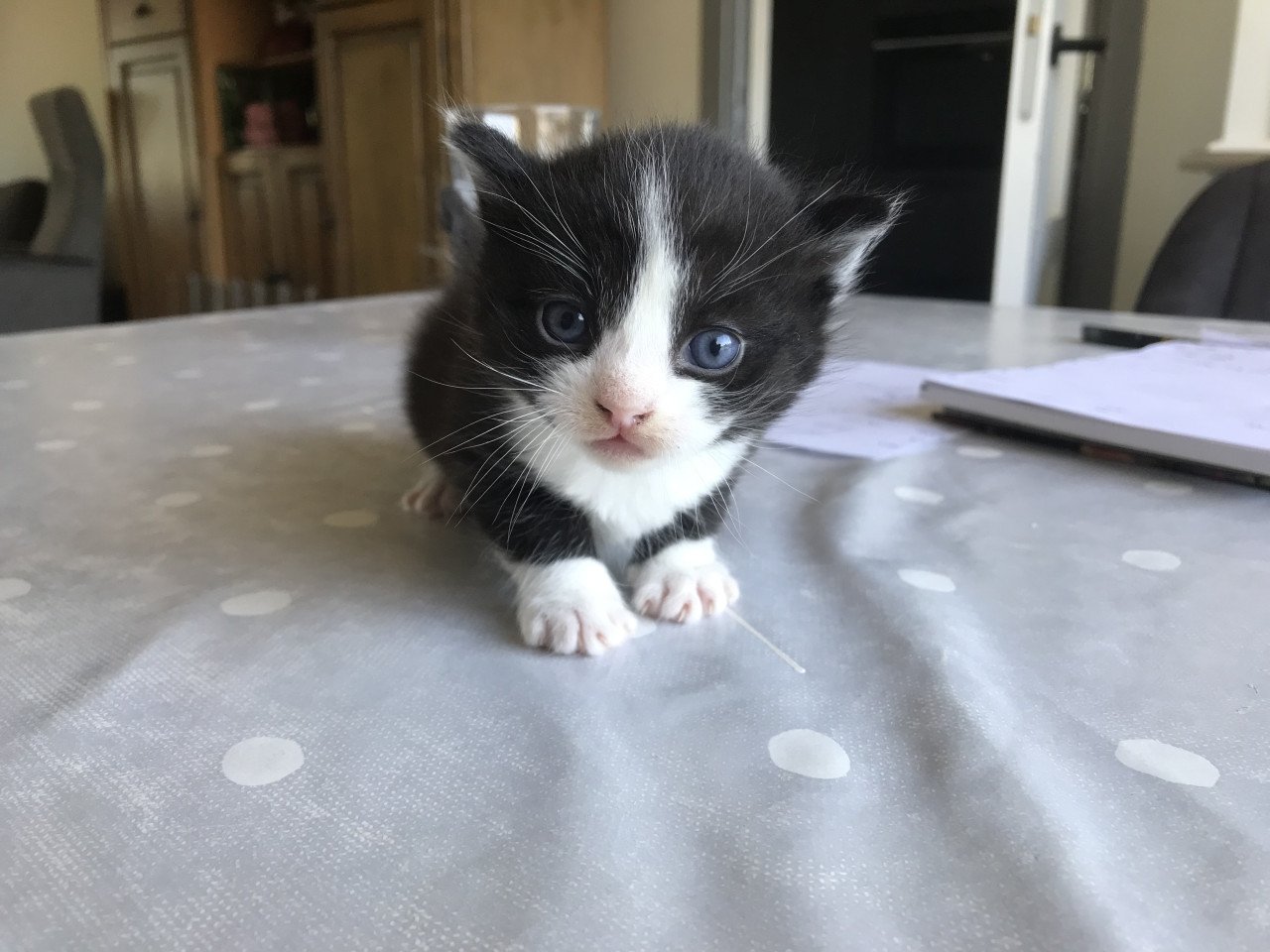 Kitten