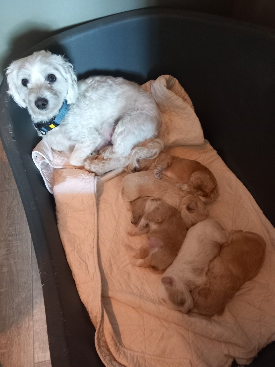 Maltipo pups