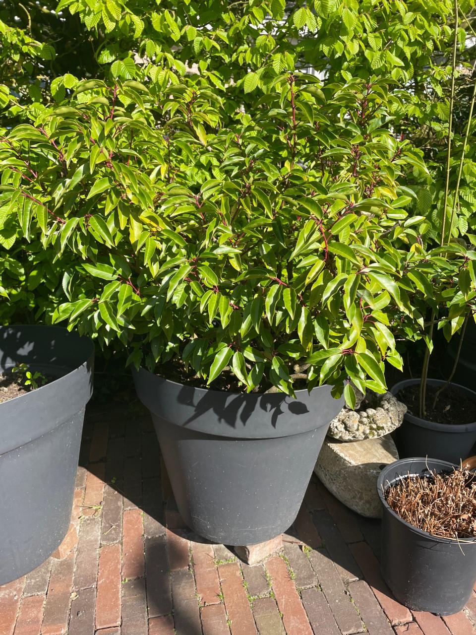 Portugese laurier - 3 stuks - volwassen