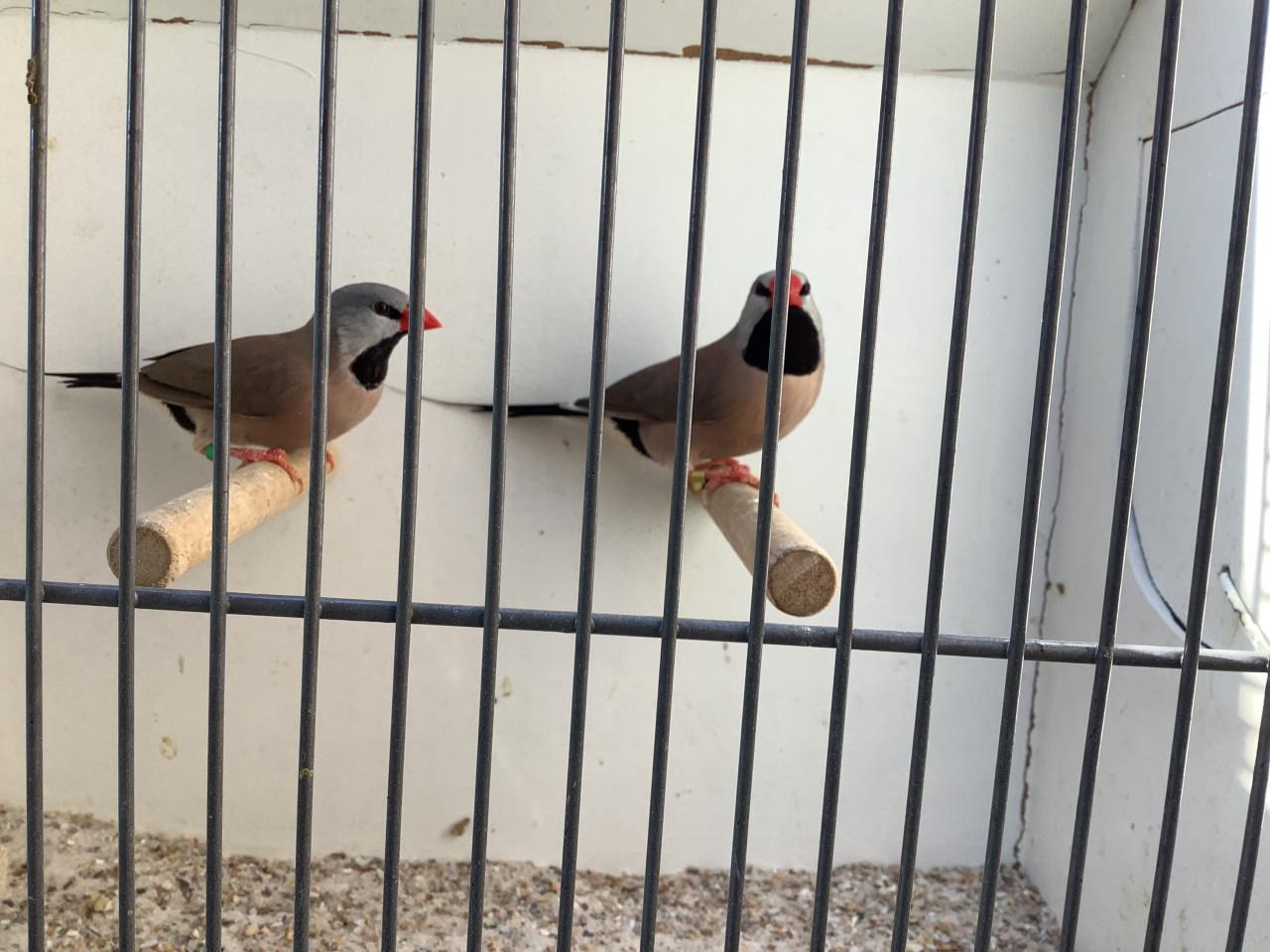 Koppel Spitsstaartamadines ( Verkocht )