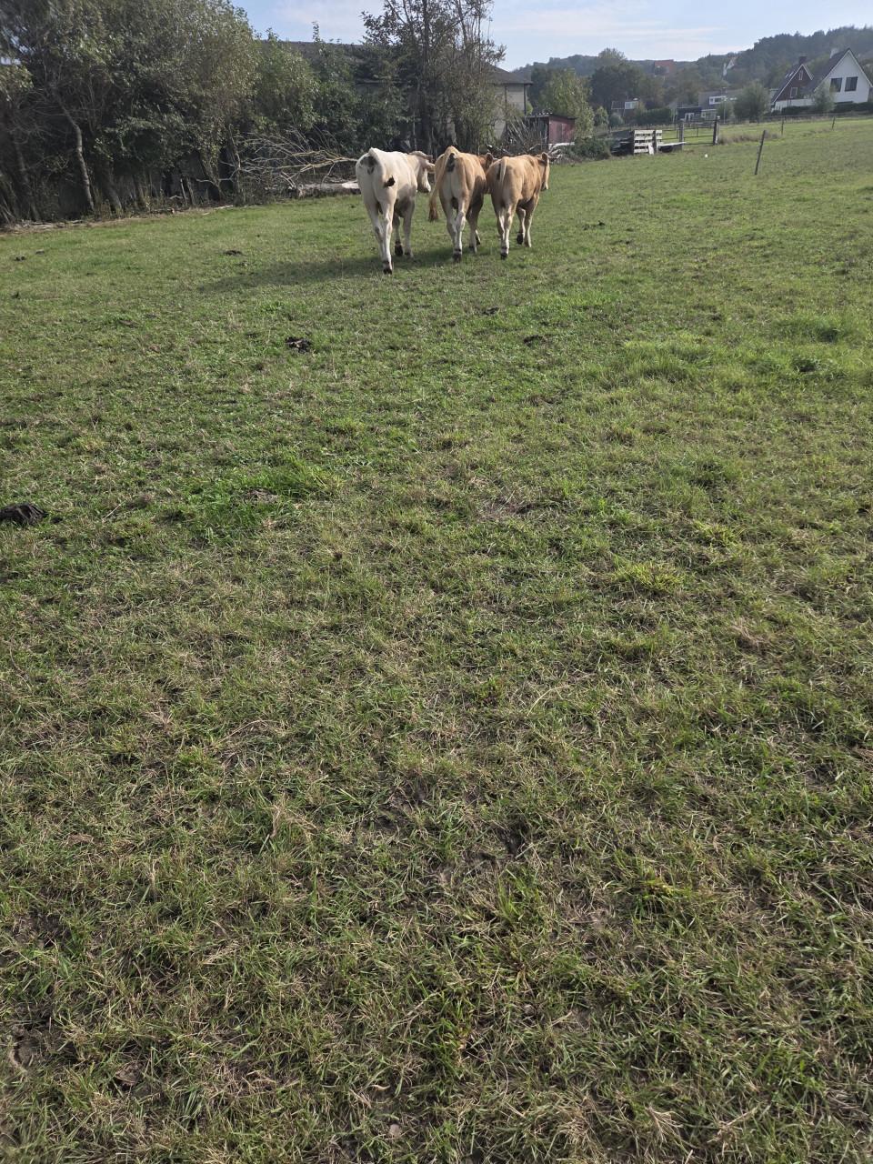 Blonde Aquitaine vee