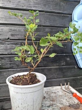 Kruisbes