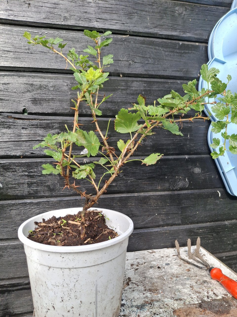 Kruisbes