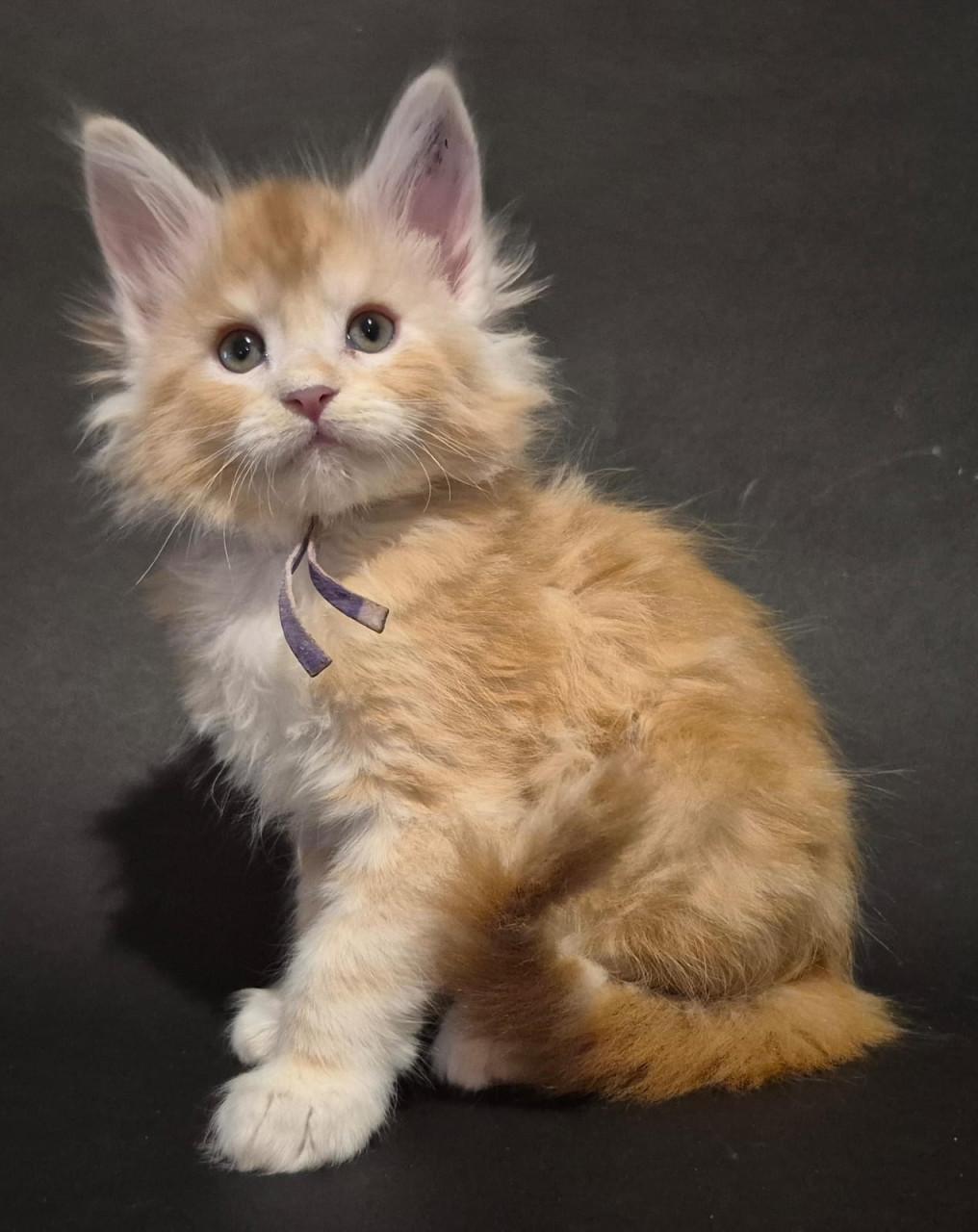 Mega mooie maine coon kittens met stamboom