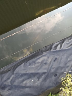 Gratis steur 85 cm morgen ophalen