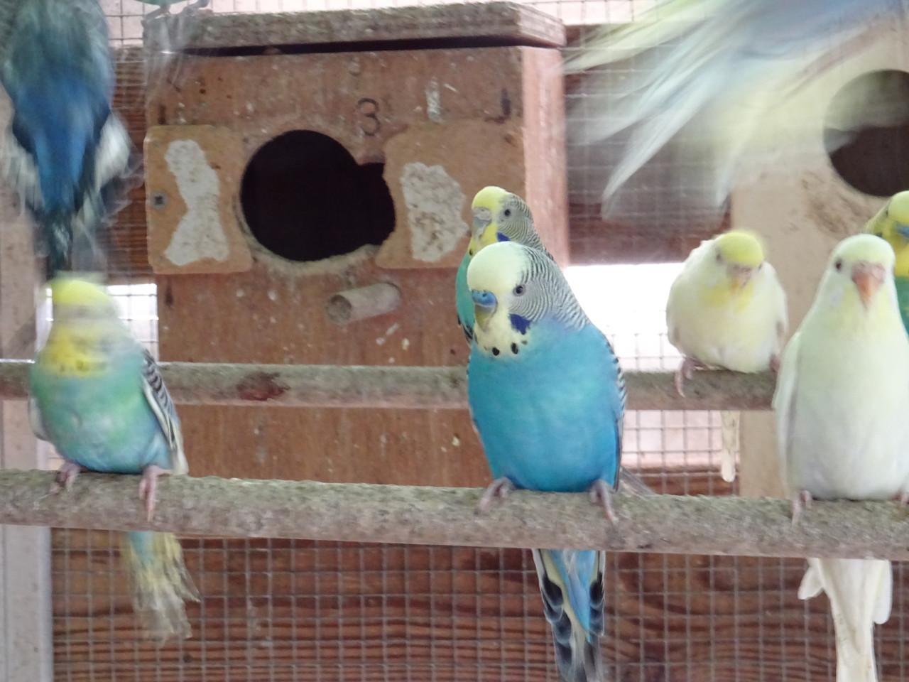 Te koop prachtige grasparkieten  broedrijp  p/st €6.00