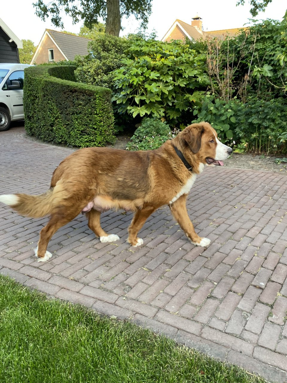 Golden retriever x bernersennen (Boulab) pup