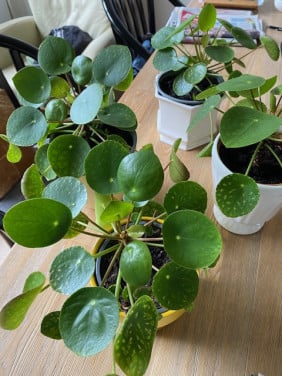 Pannekoekplanten