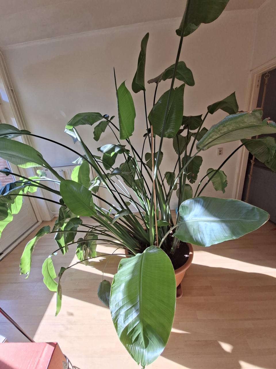 Strelitzia - Paradijsvogel plant