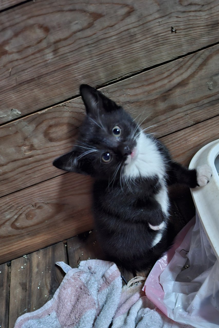Kittens, alleen nog twee zwart/ witte beschikbaar)