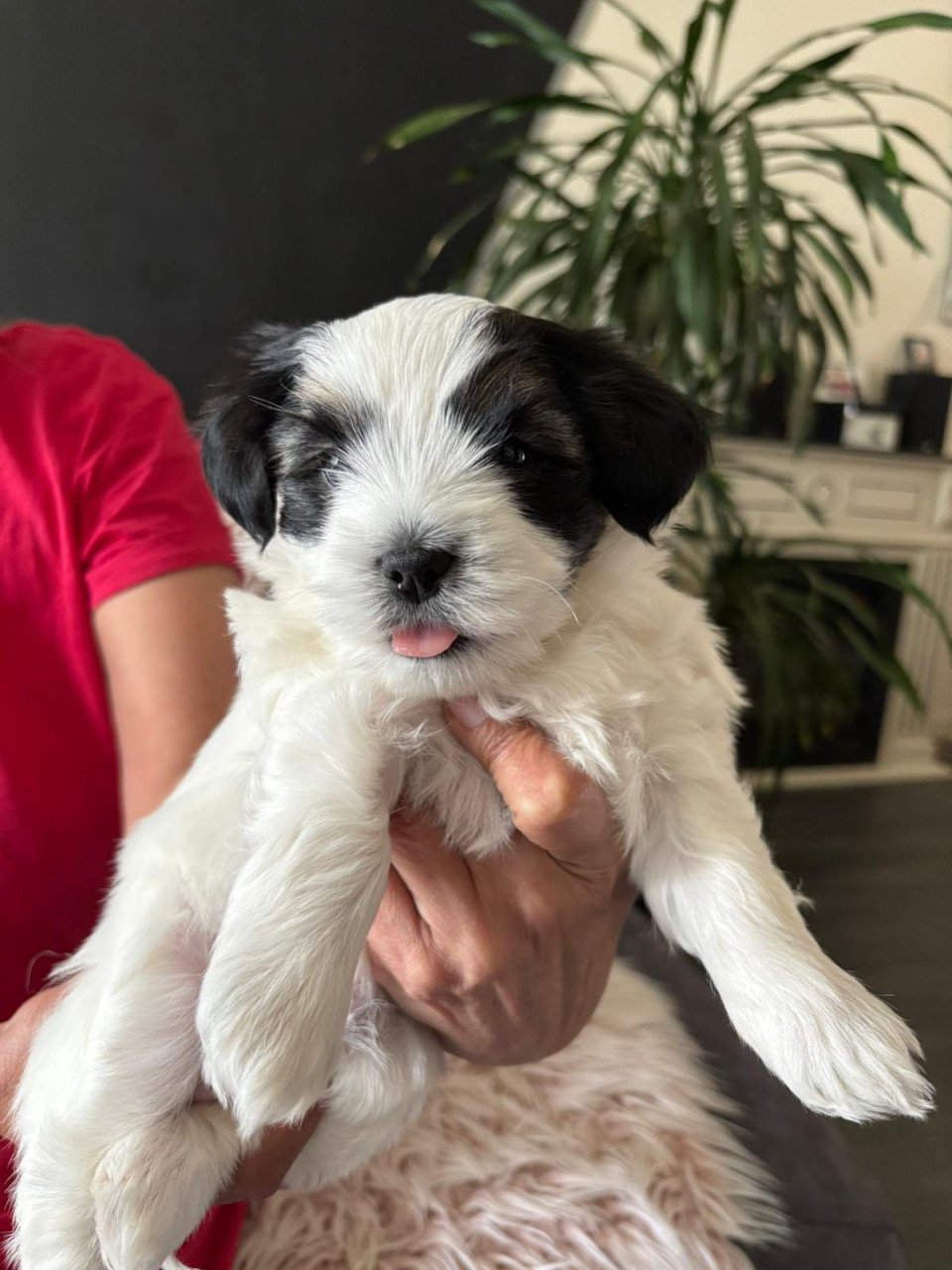Lief boomer puppy