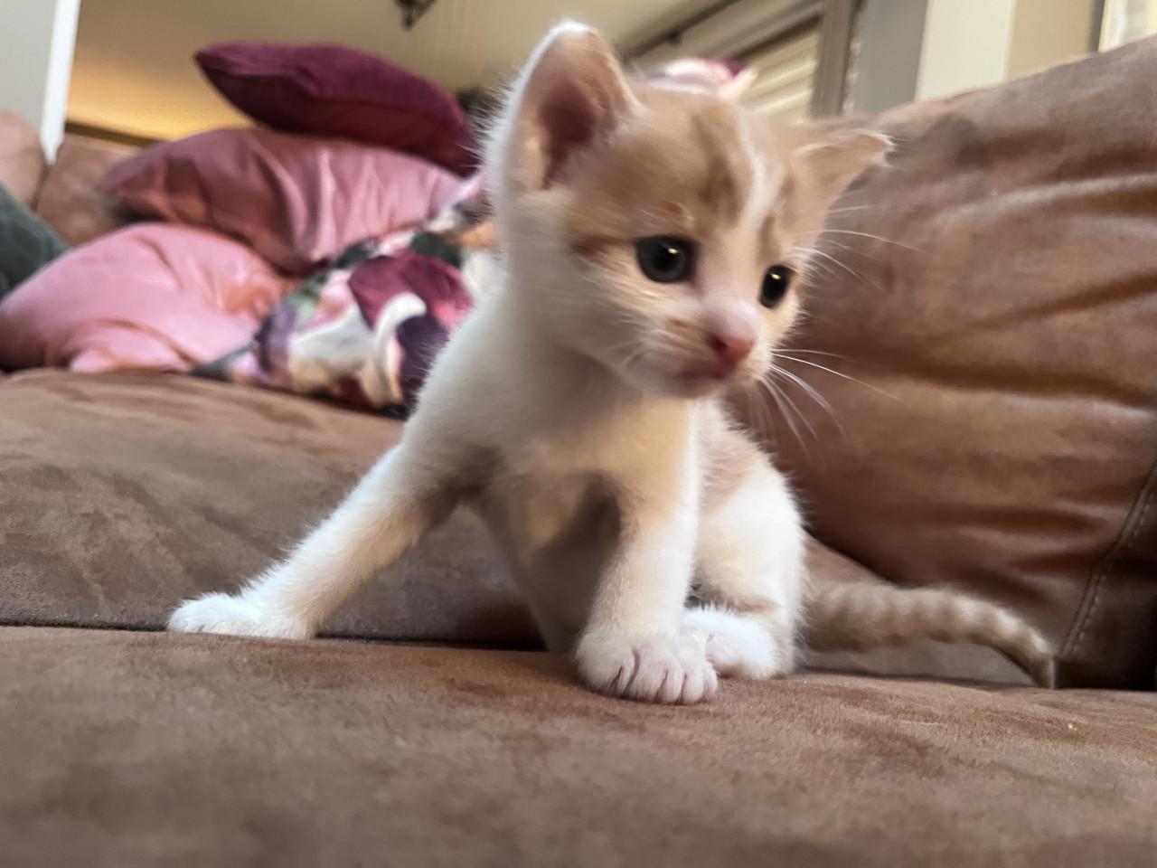 Kittens zoeken fijn huisje
