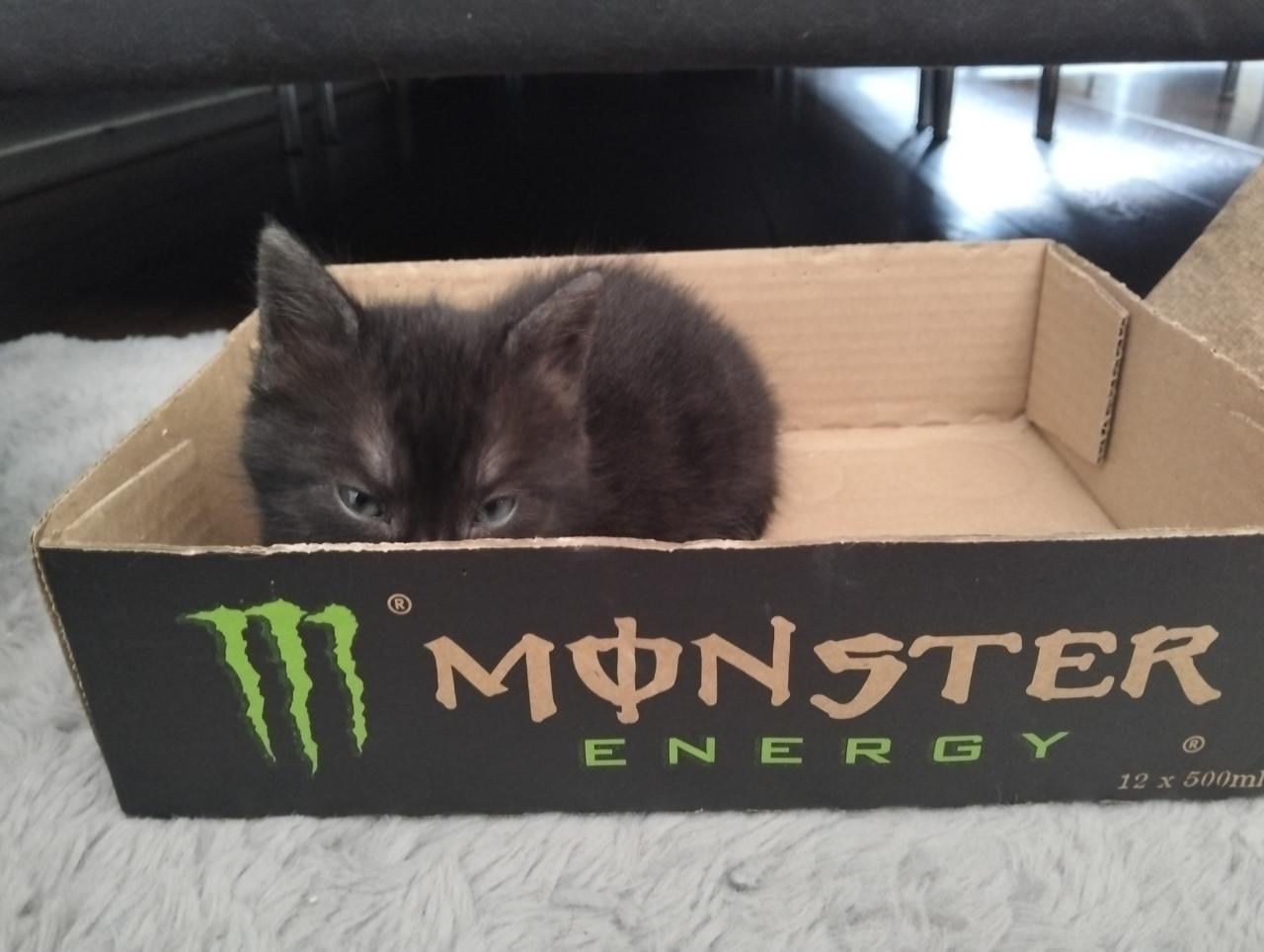 Kitten - mannetje