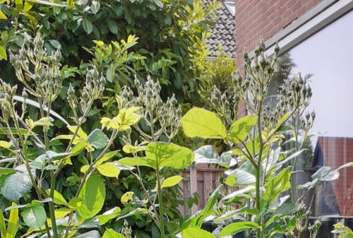 Rozenstruiken, aardbeiplantjes, bloembollen