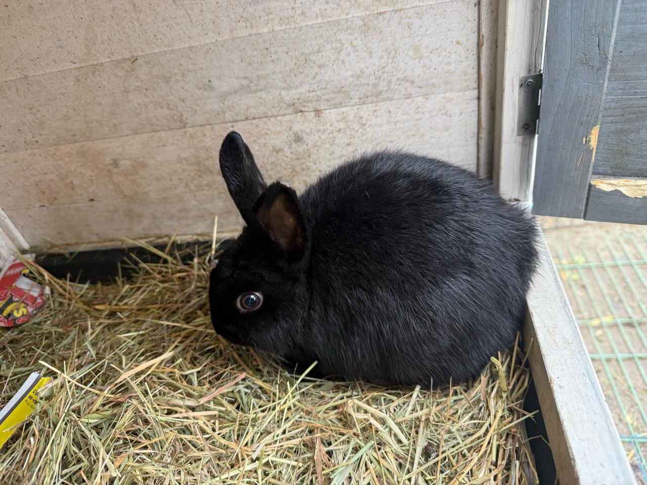 2 vrouwtjes konijnen