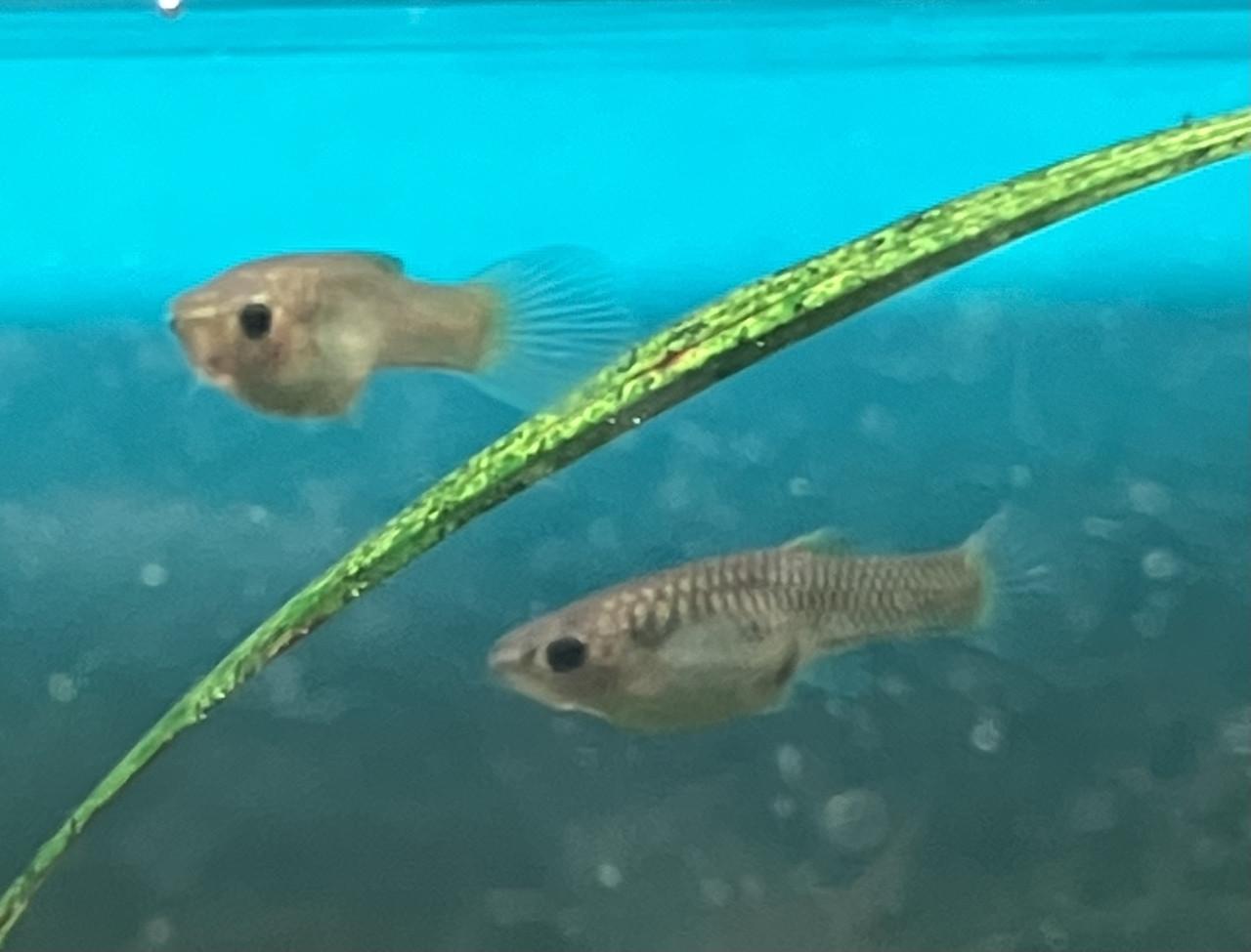 Guppy’s double sword