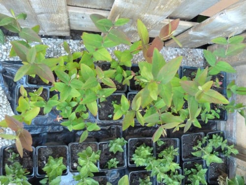 OPRUIMING VASTE PLANTEN