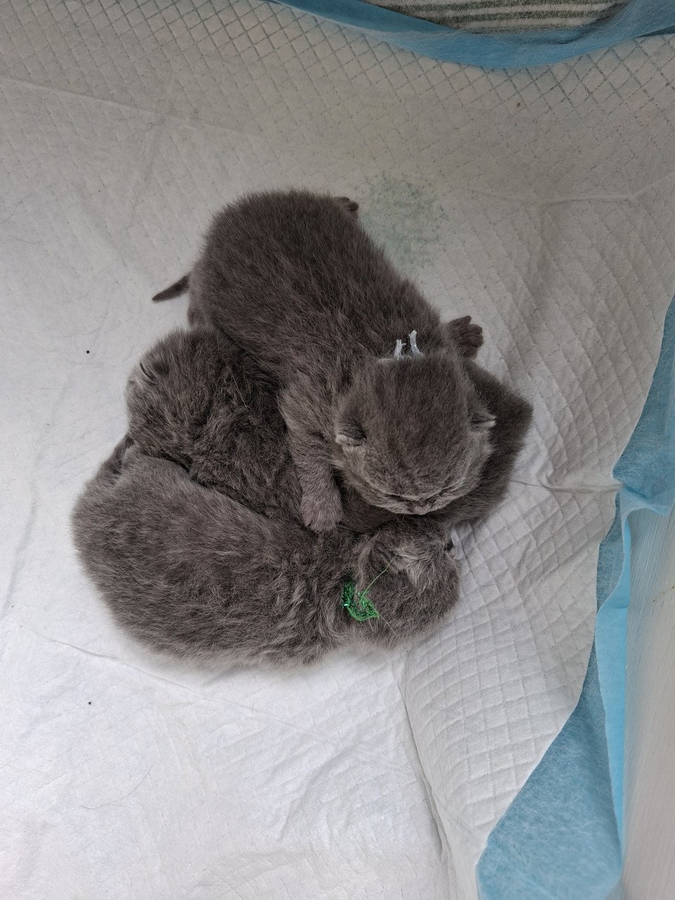 Kittens