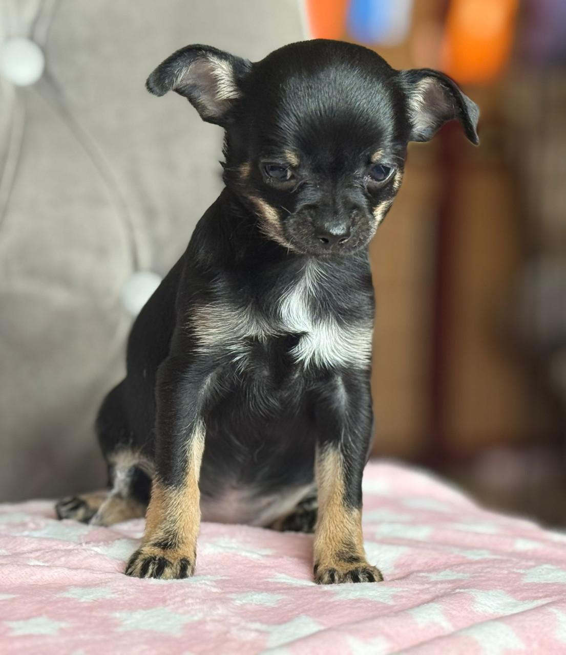Prachtige chihuahua puppy's
