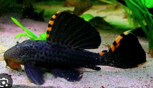 Schitterende L91 pleco