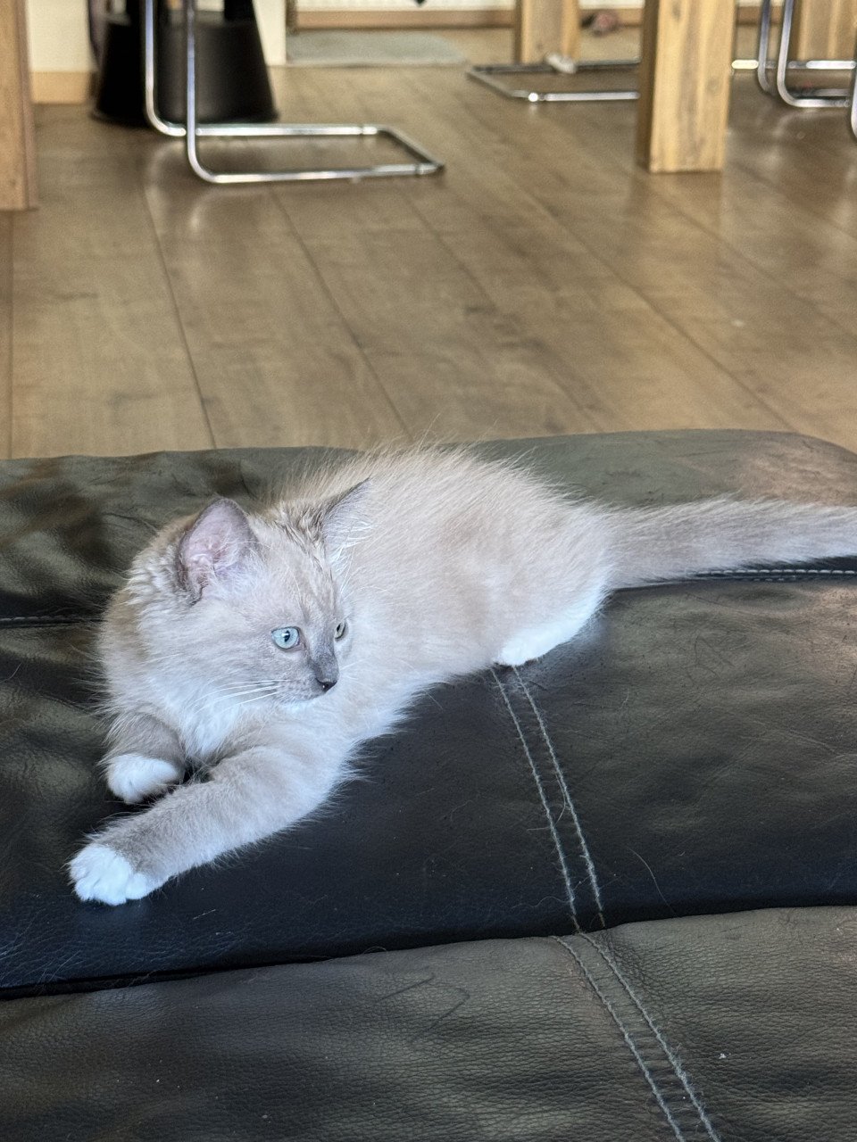 Ragdoll kittens