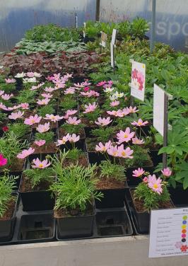 Tuinplanten OUDELANDE