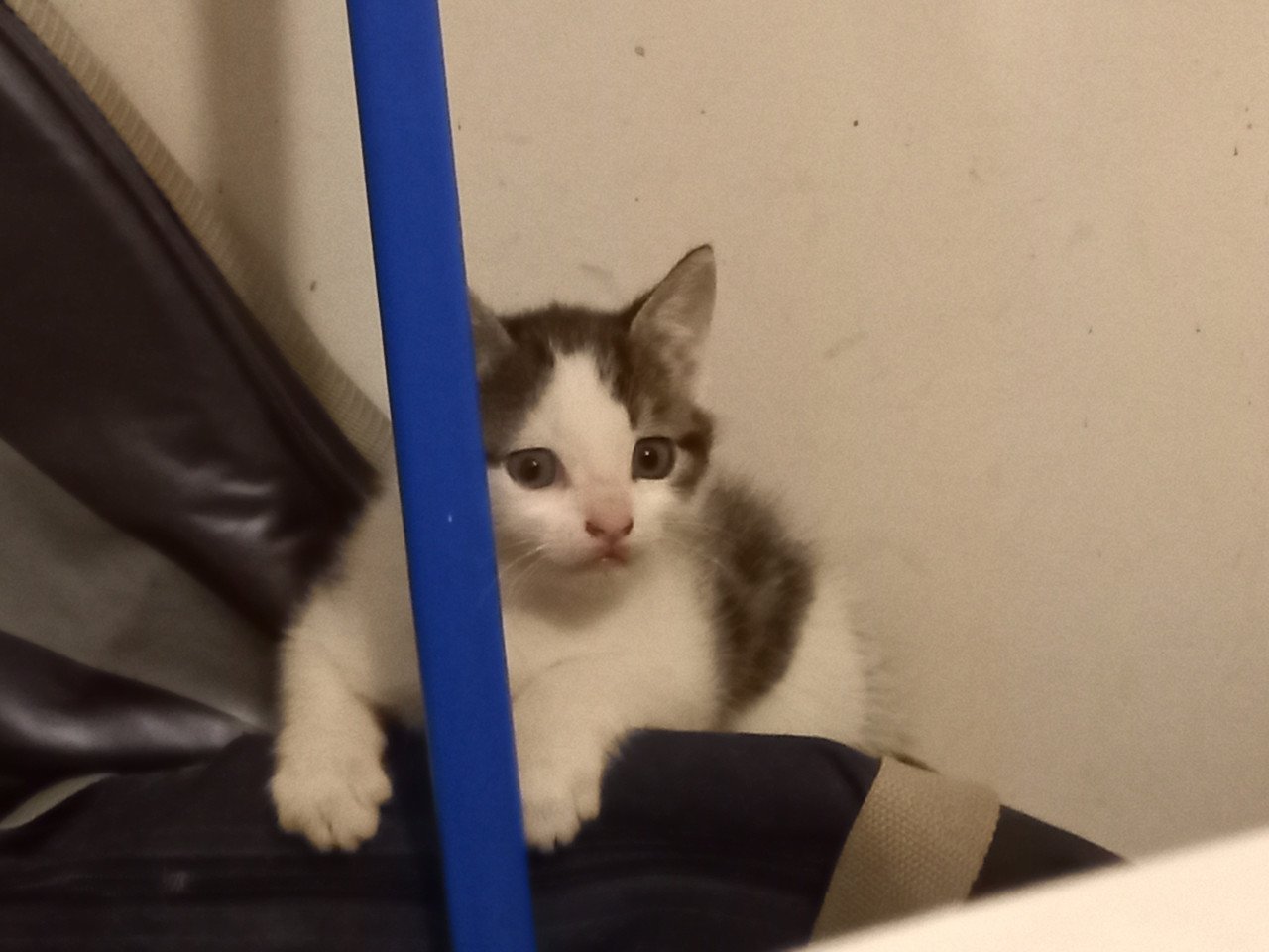 Kittens te koop