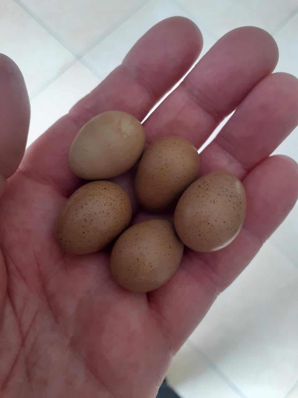 2 koppels chinese dwergkwartels [ natuurbroed.)