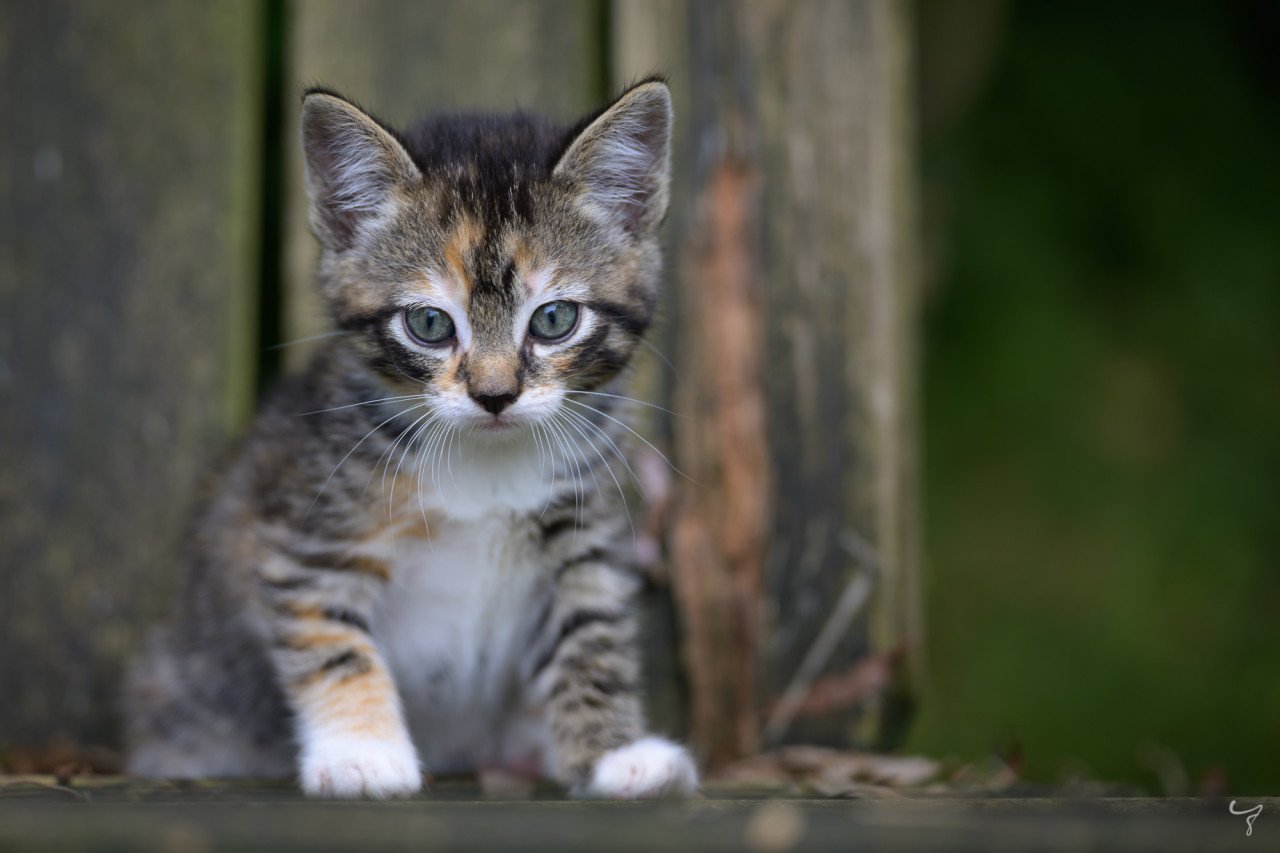 Prachtige, lieve en erg tamme kittens