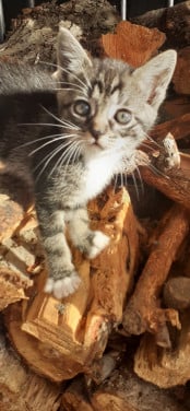 Prachtige kittens 😻😻😻