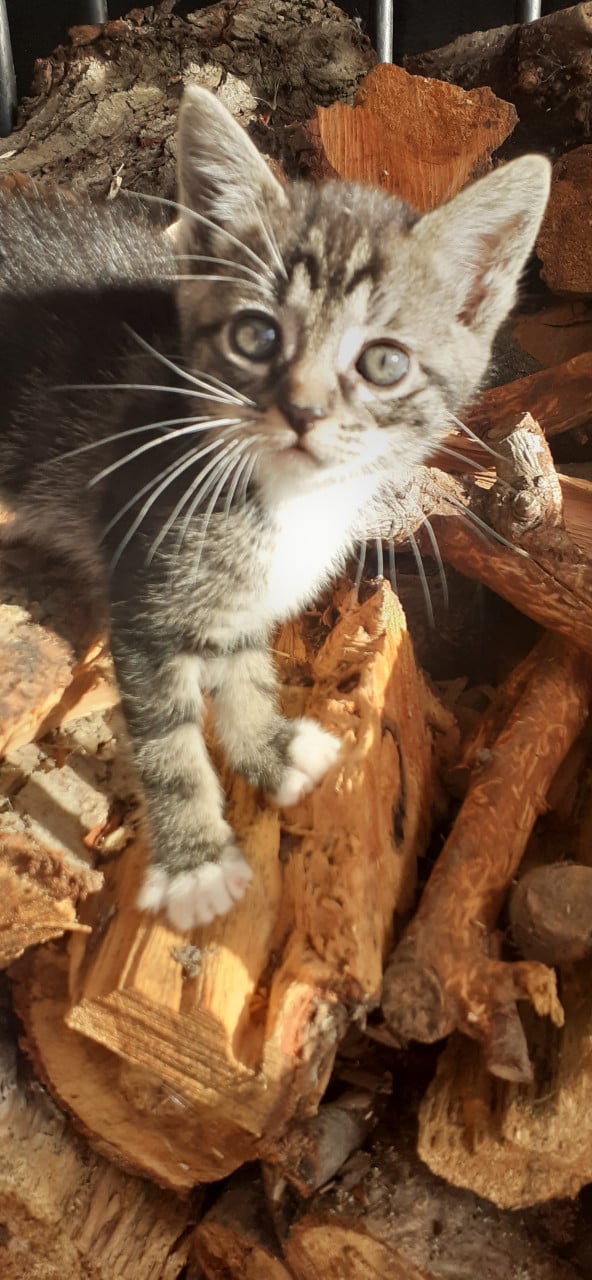 Prachtige kittens 😻😻😻