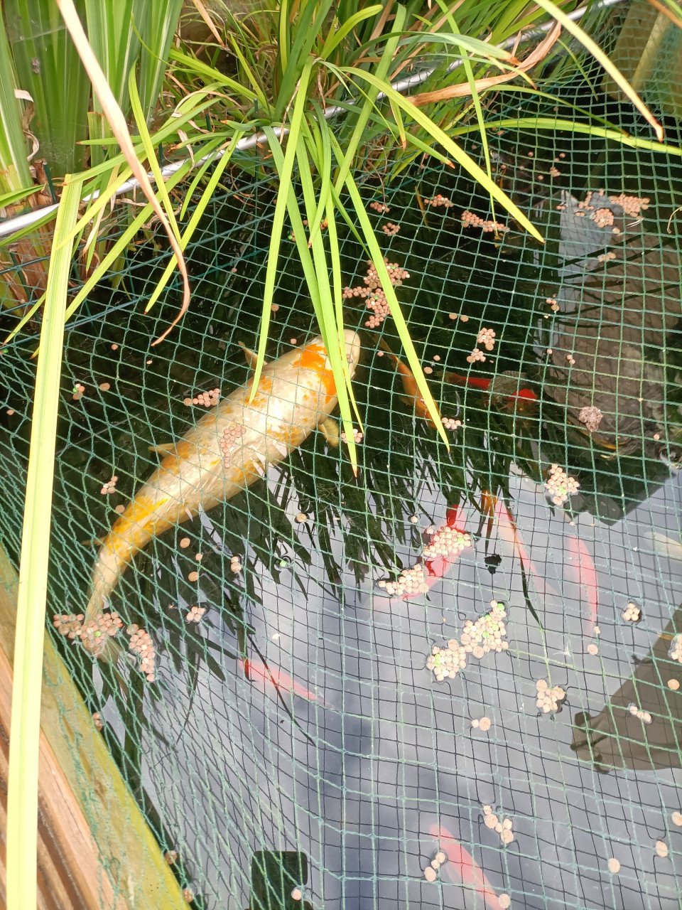 Koi karper