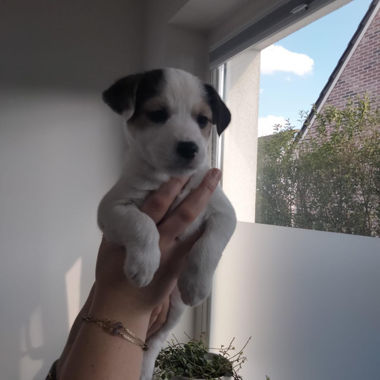 Jack Russel pups teefjes