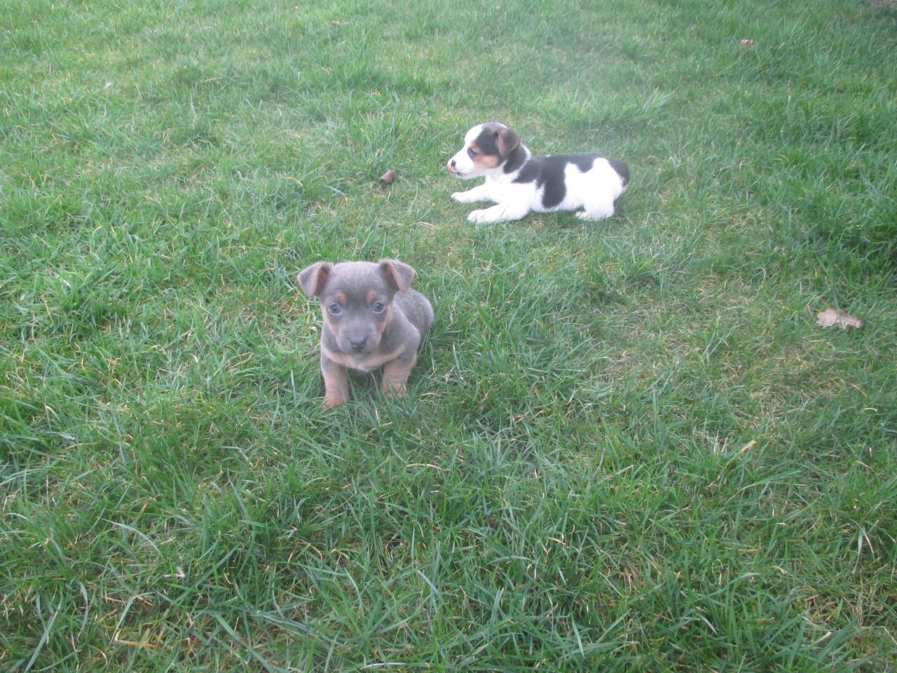 Mooie jack russell pups