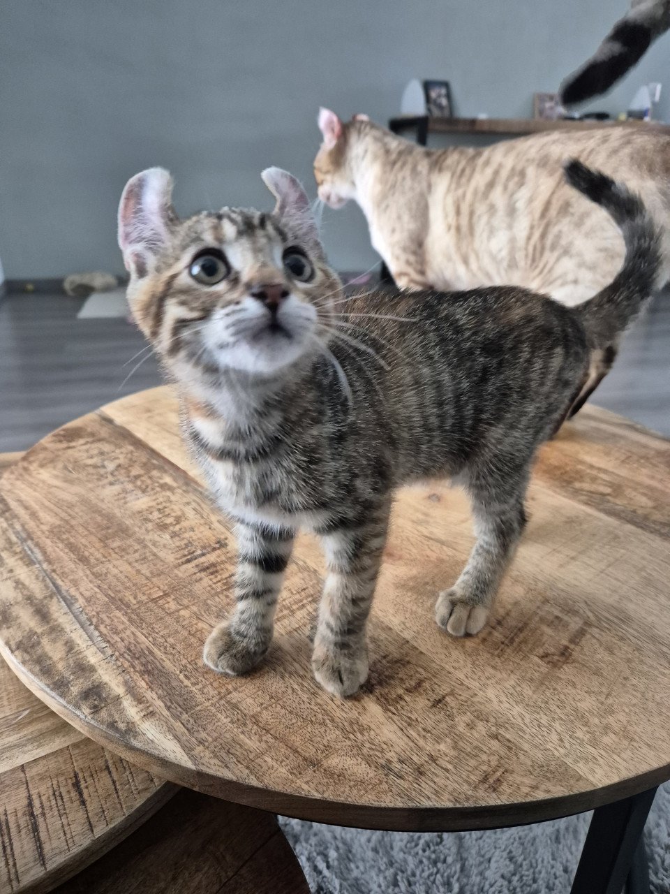 Kitten