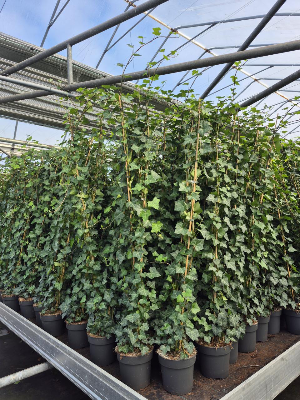 Topkwaliteit Hedera hibernica (klimop) in diverse maten.