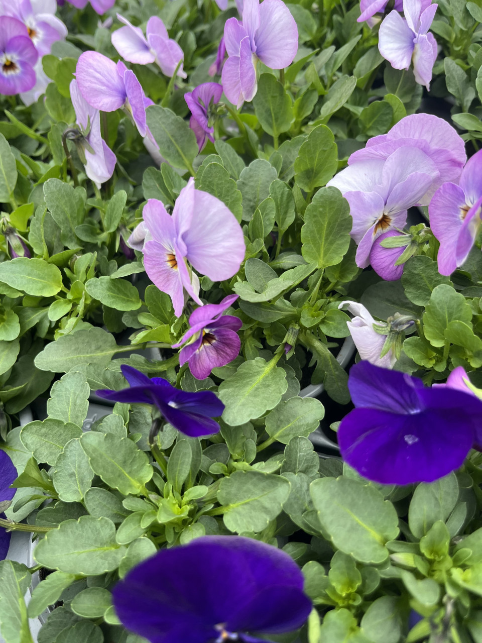 Bloeiers, bloeiende bloemen, planten