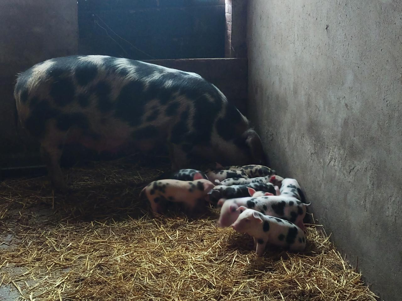 Bonte Bentheimer biggen