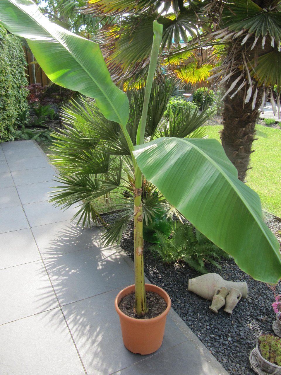 Bananenplant