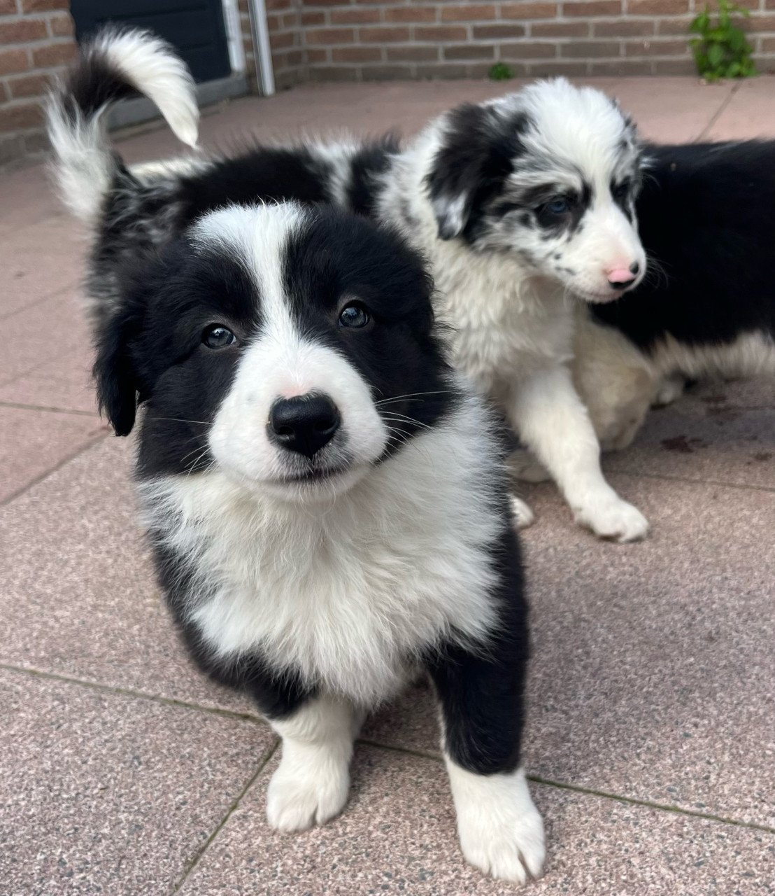 Border collie puppy’s