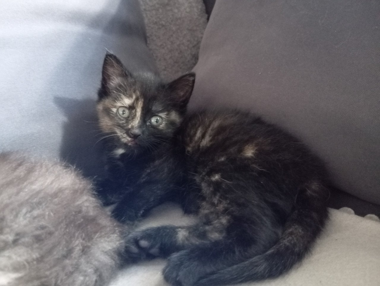 Kittens