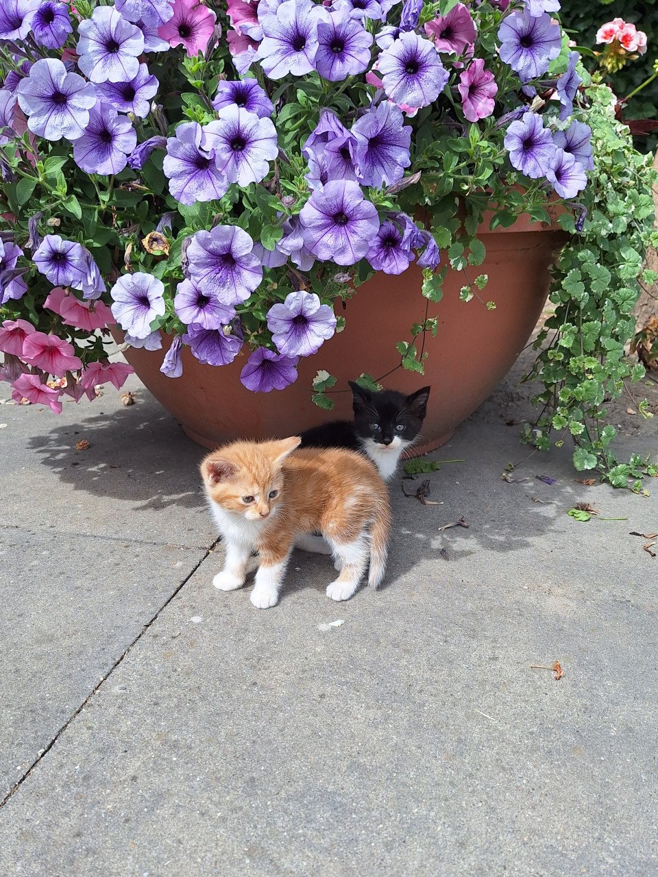 Kittens