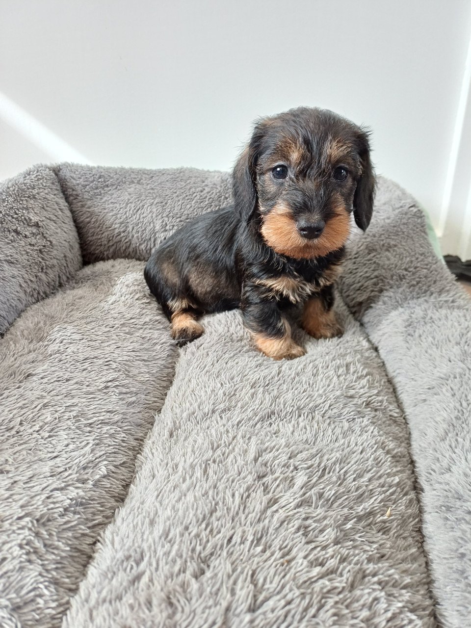Super leuke Ruwhaar Dwerg Teckel pups