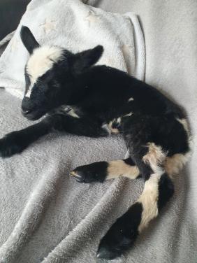 Fleslam potlam leplam Bont Ooitje schapen schaap lam lammeren