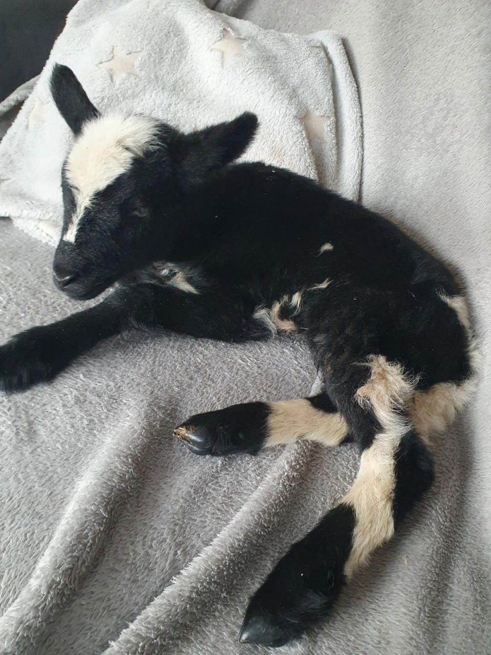 Fleslam potlam leplam Bont Ooitje schapen schaap lam lammeren