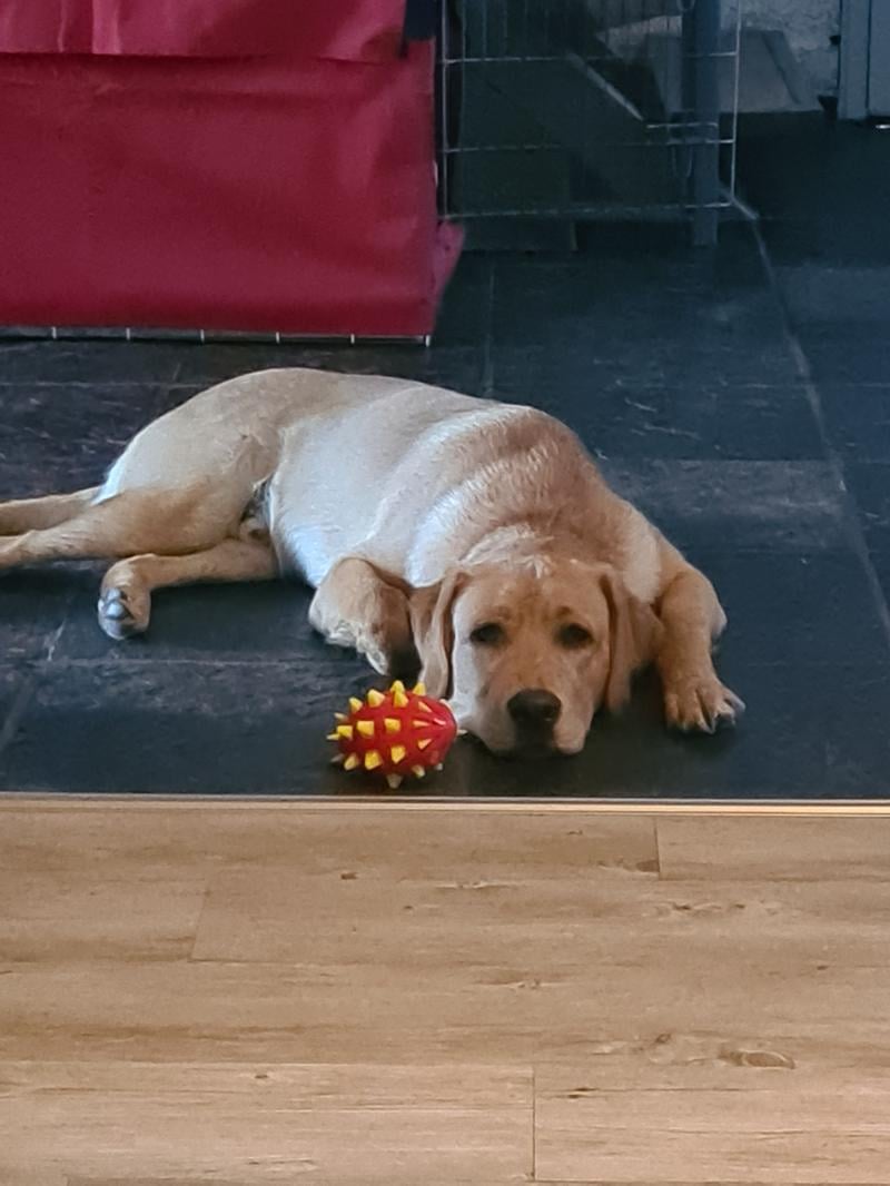 Lief labrador duo zoekt een warm en liefdevol thuis.